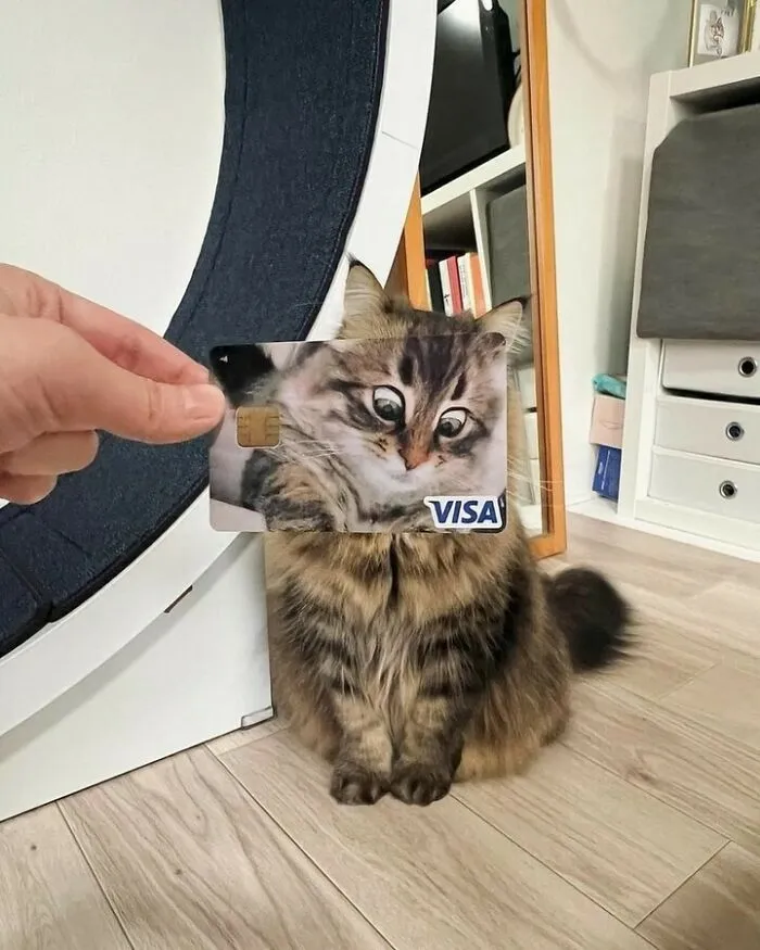30 Gatos tan adorables como divertidos