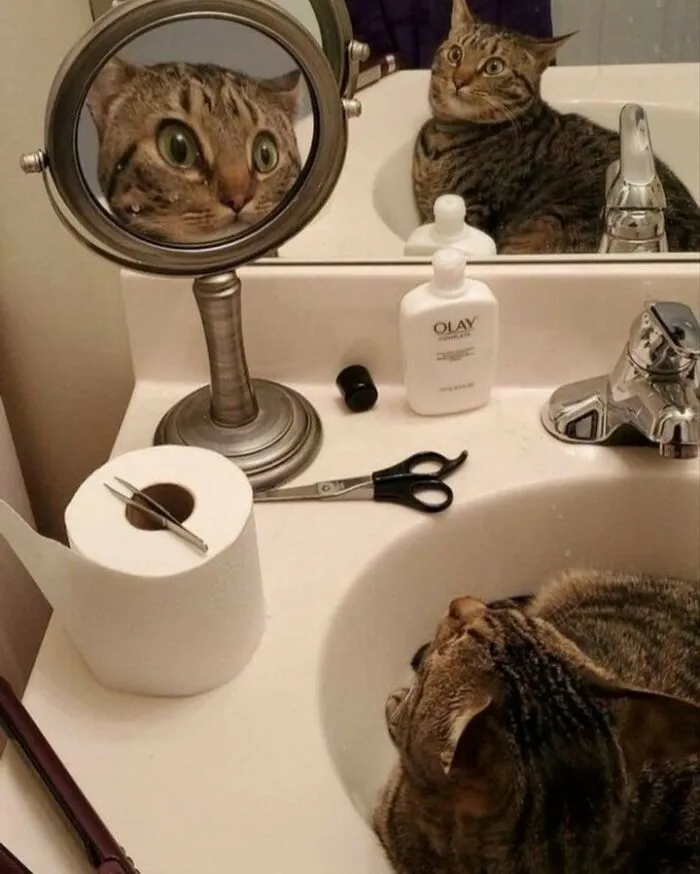 30 Gatos tan adorables como divertidos