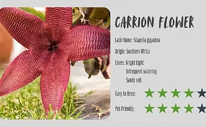 24 Creepy Plants That Prove Nature Has A Dark Sense Of Humor