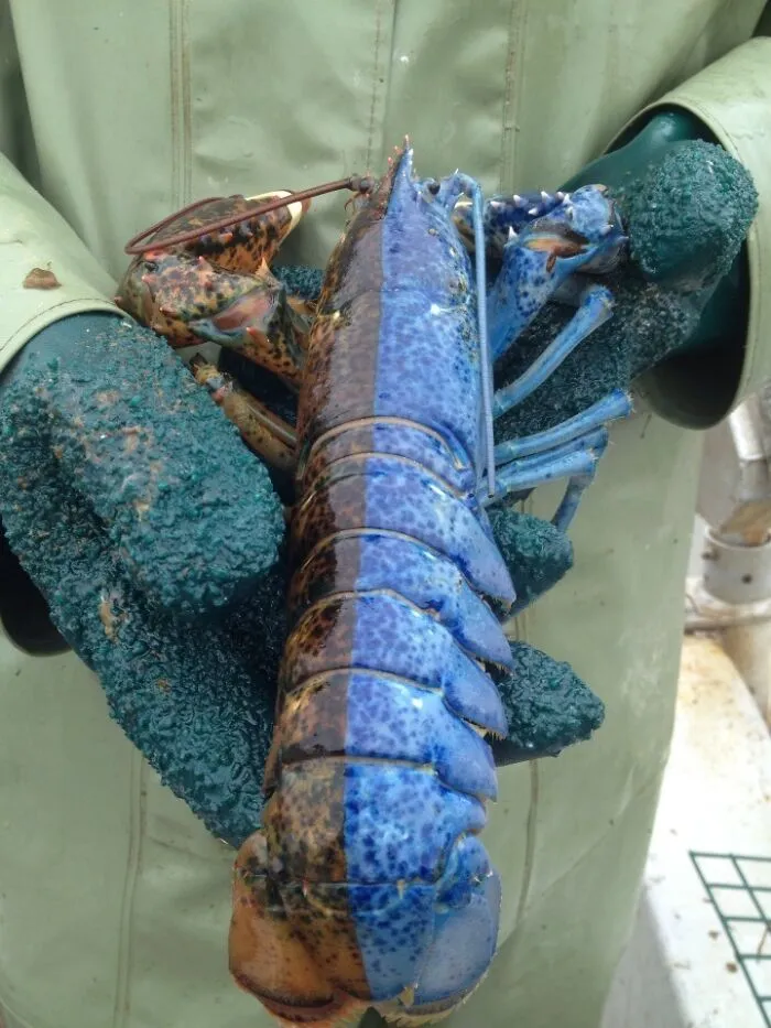 Mi tío es pescador y pescó esta langosta ayer en Felix Cove, Terranova. Mitad macho, mitad hembra.