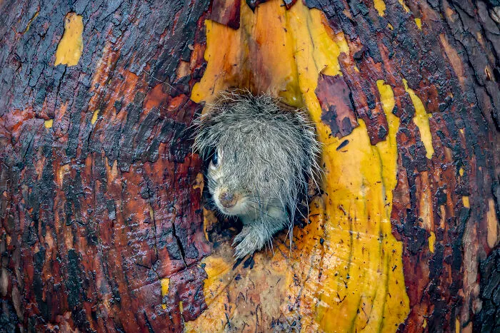 Christy Grinton, "Bad Hair Day!"