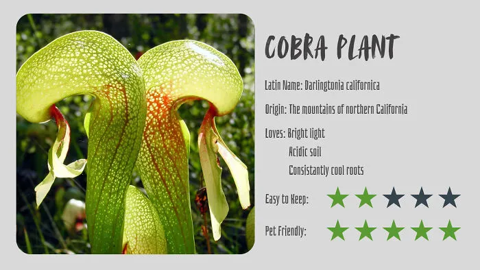 Cobra Plant (Darlingtonia Californica)