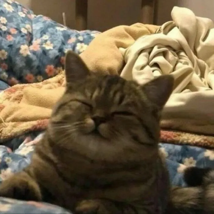 50 Purr-Fect Kitties Who Totally Deserve Their Own Catwalk And Comedy Show
