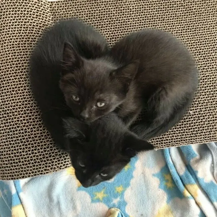 30 Gatos tan adorables como divertidos