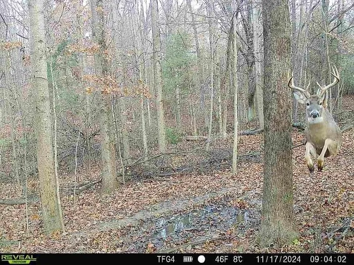 Hands Down The Coolest Trail Cam Pic I’ve Ever Got