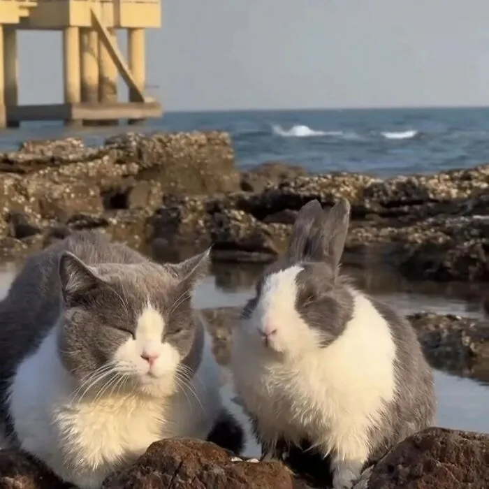 30 Gatos tan adorables como divertidos