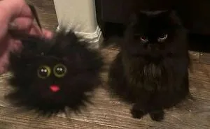 50 Purr-Fect Kitties Who Totally Deserve Their Own Catwalk And Comedy Show