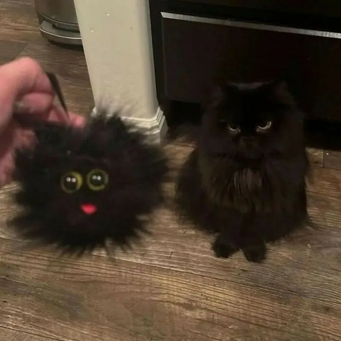 50 Purr-Fect Kitties Who Totally Deserve Their Own Catwalk And Comedy Show
