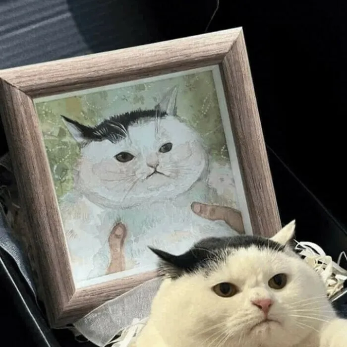 30 Gatos tan adorables como divertidos