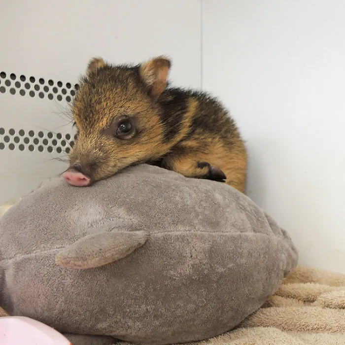 Baby animal resting on a soft plush toy, showcasing the adorable charm of cute baby animal pics.
