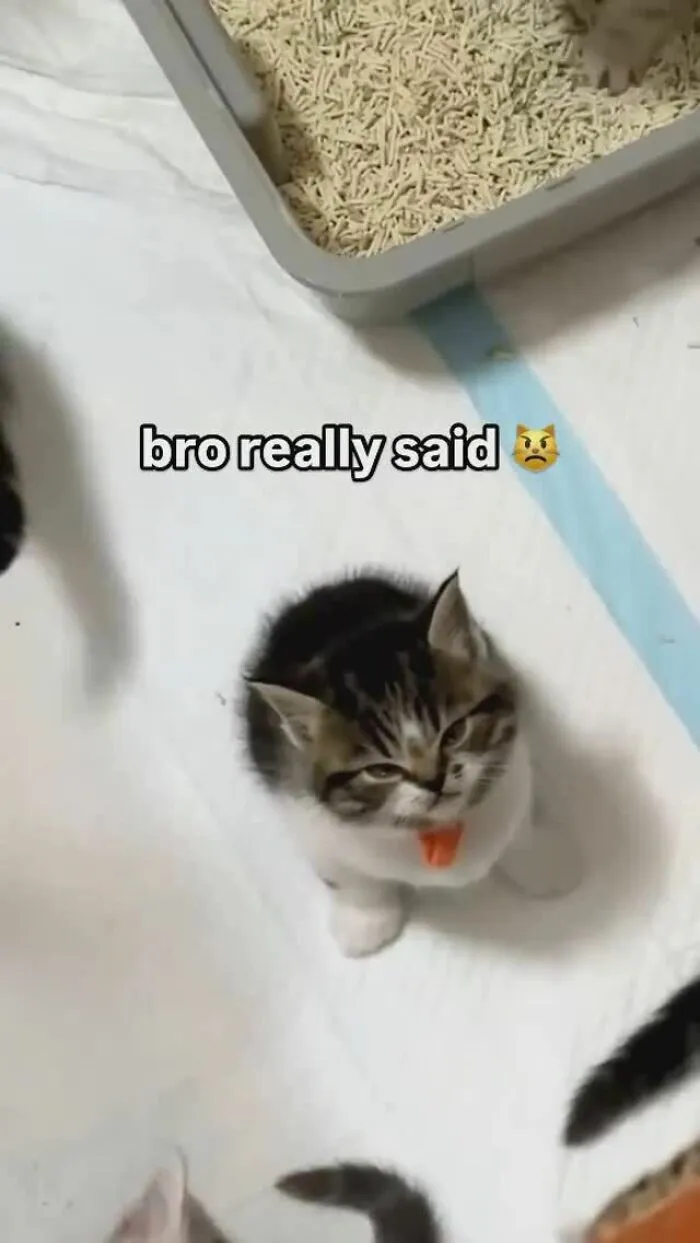 Kitten with a tiny angry expression sitting near a litter box, showing cats that are completely unaware of how goofy they are.