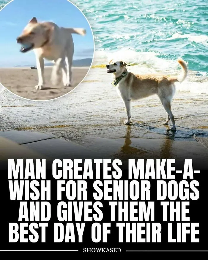 Senior dog enjoys a bright day by the ocean, featured in adorable and wholesome posts to brighten your feed.