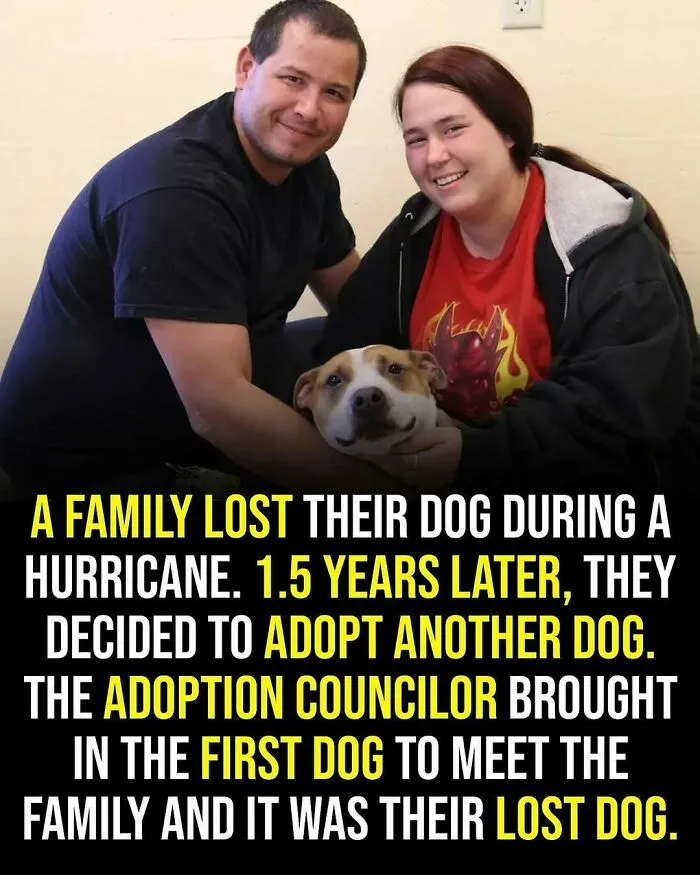 A wholesome moment showing a family reunited with their lost dog, highlighting adorable and heartwarming posts.