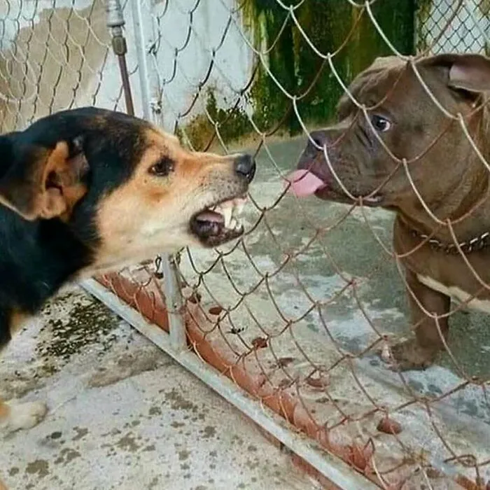 40 Weird, Unhinged And Bizarre Images That Are Not For The Easily Offended (New Pics)