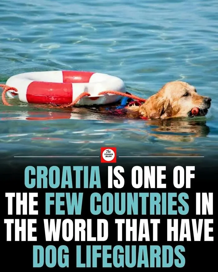 Dog lifeguard swimming in water wearing a life ring, showcasing adorable and wholesome posts to brighten your feed.