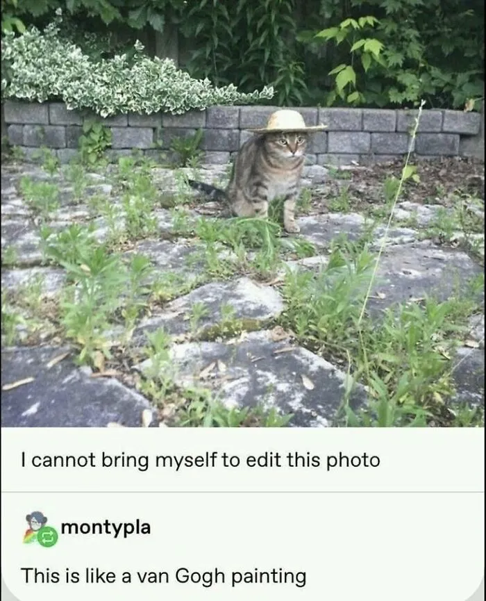 Tabby cat sitting on a stone path wearing a small hat, showcasing one of the goofy cats unaware of their silliness.
