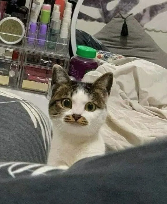 Cats Make The World A Better Place Just By Existing And These 50 Pics Prove It