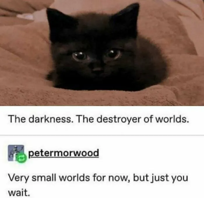 50 Hilariously Adorable Cat Memes That Might Warm Your Soul And Distract You From Life