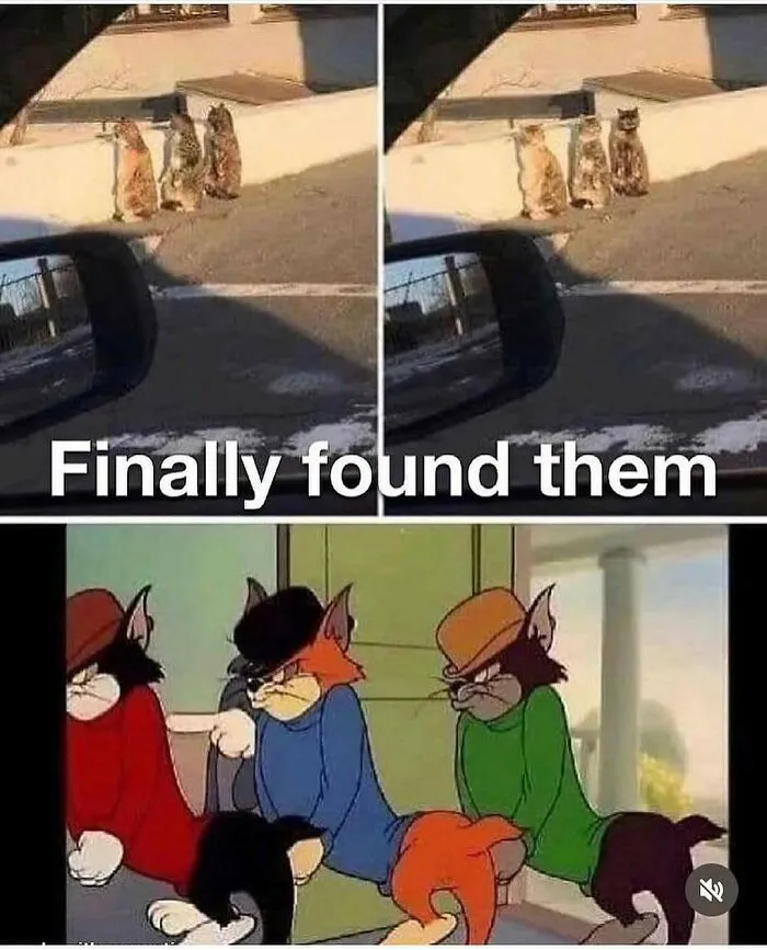 50 Hilariously Adorable Cat Memes That Might Warm Your Soul And Distract You From Life
