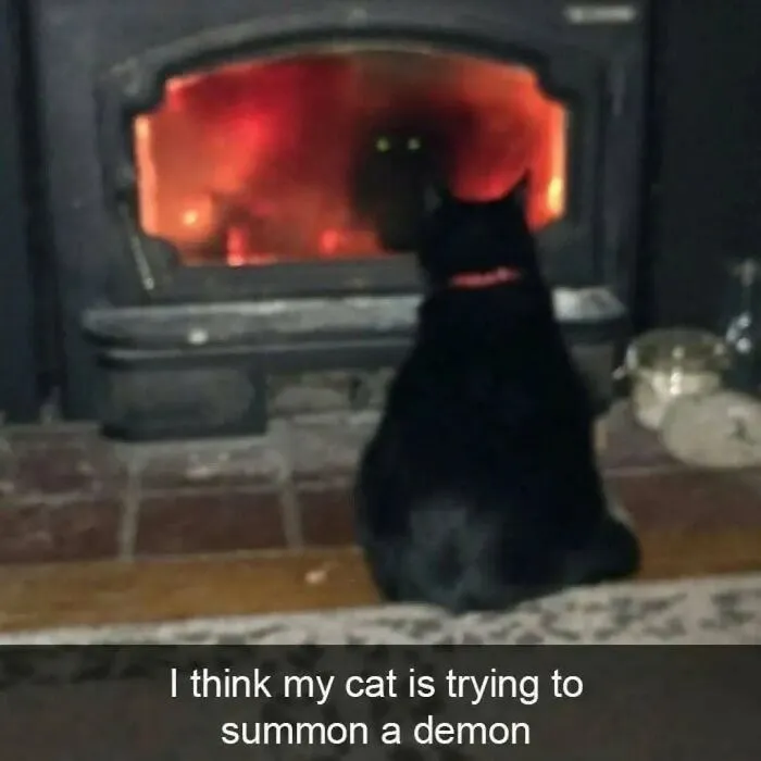 50 Hilariously Adorable Cat Memes That Might Warm Your Soul And Distract You From Life