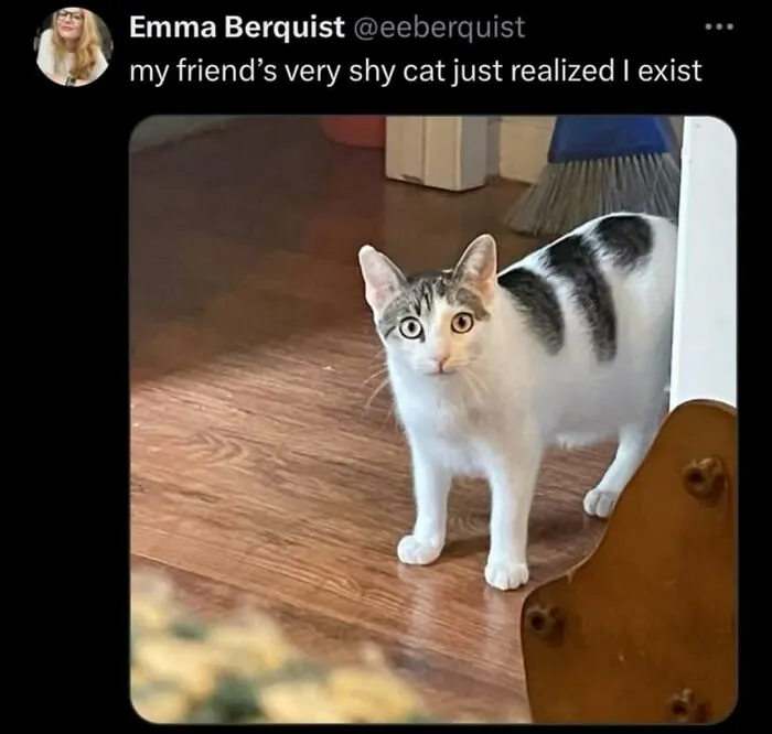 Shy cat standing on wooden floor, looking surprised and completely unaware of how goofy it appears.