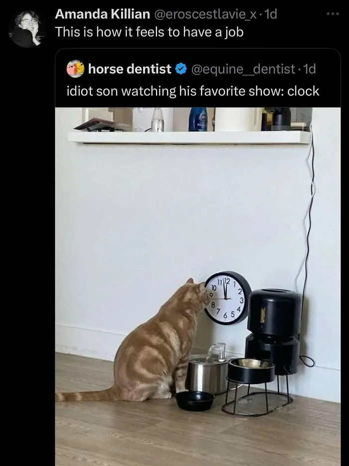 Cat staring intently at a wall clock near pet bowls, showing goofy and unaware cat behavior.