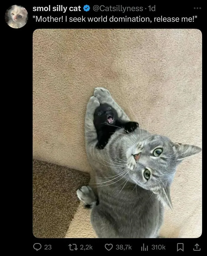 Cats Make The World A Better Place Just By Existing And These 50 Pics Prove It