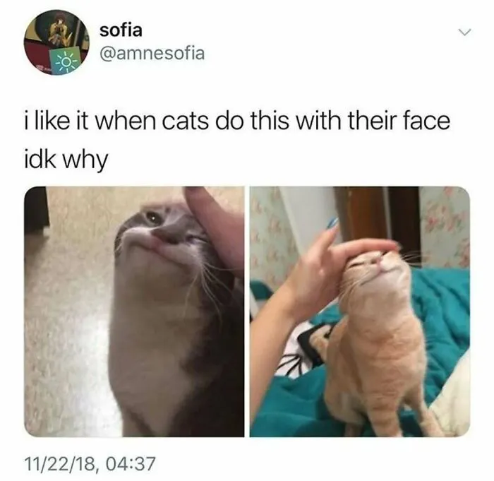 Two goofy cats enjoying face pets, showcasing their adorable and unaware expressions in a cute moment.