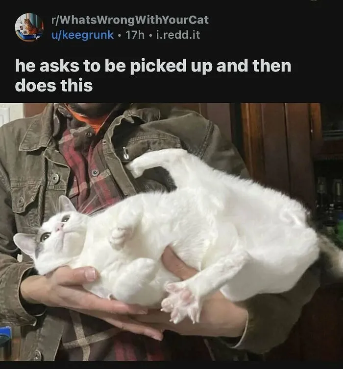 White cat lying awkwardly in a person's arms, completely unaware of how goofy it looks while being held.