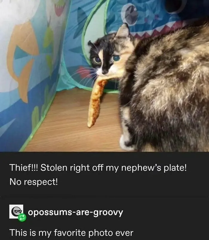 Cat holding a slice of pizza in its mouth, unaware and caught in a playful, goofy moment indoors.
