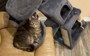 Cats Make The World A Better Place Just By Existing And These 50 Pics Prove It
