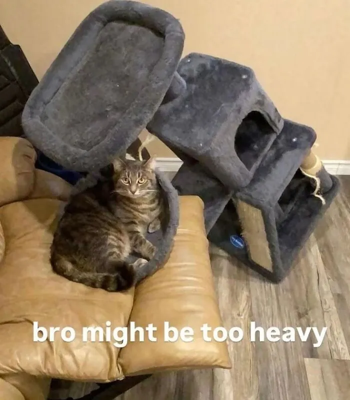 Funny-Cat-Memes-Meovvmaster