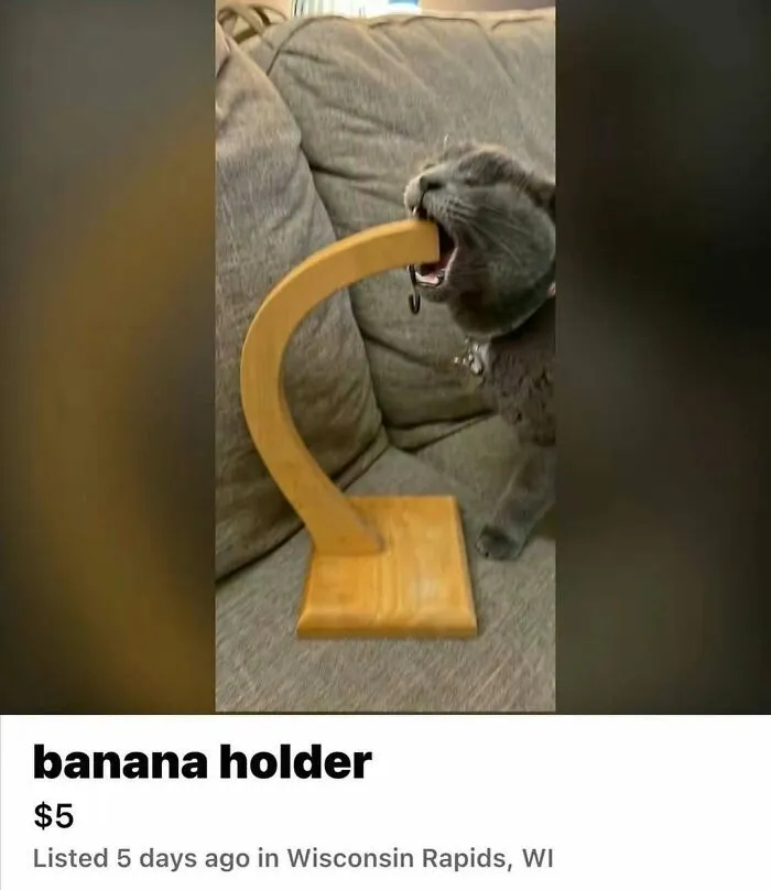 Gray cat biting a wooden banana holder on a couch, showcasing one of the goofy cats unaware of their silliness.