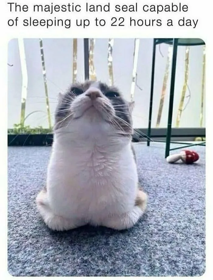 50 Hilariously Adorable Cat Memes That Might Warm Your Soul And Distract You From Life