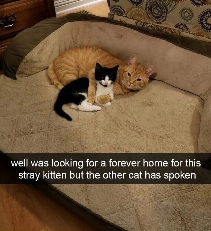 Two cats cuddling on a pet bed, showing goofy cat behavior and unaware of their silly cuteness.