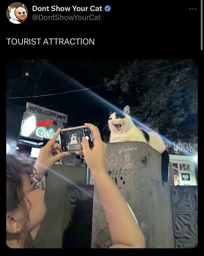 Person taking a nighttime photo of a goofy cat sitting on a concrete pillar, completely unaware of its silly expression.