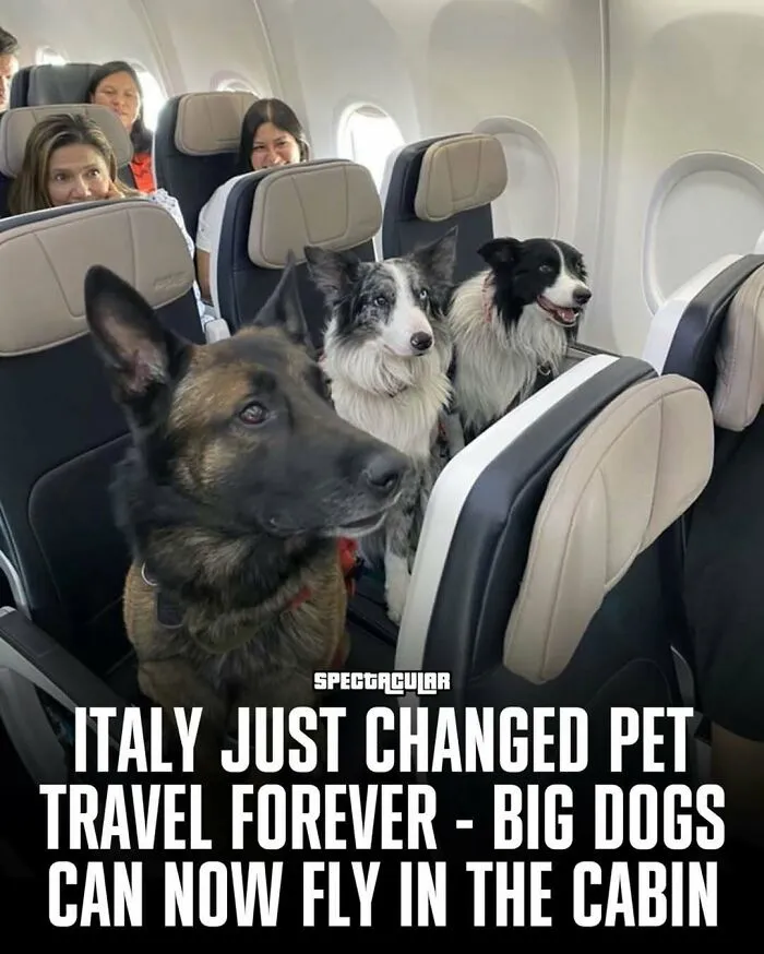 Three large dogs sitting in airplane cabin seats with passengers smiling, showcasing adorable and wholesome posts to brighten your feed.