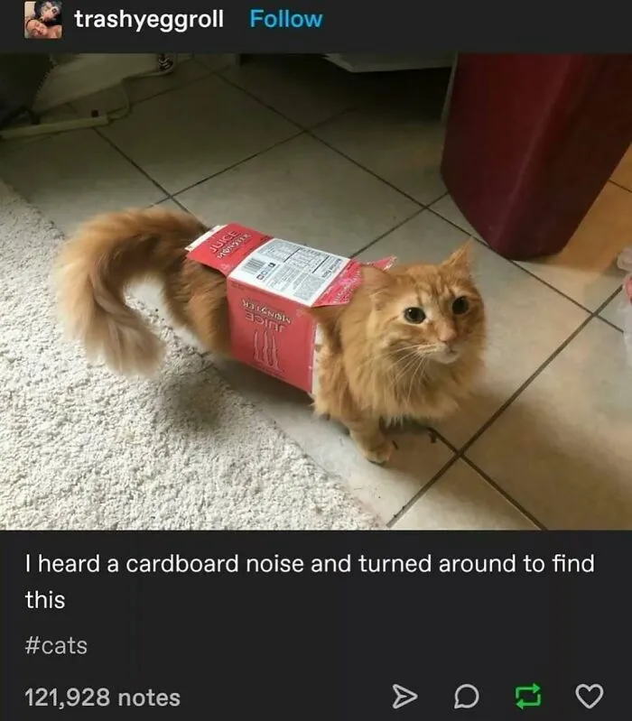 Orange cat standing on tile floor with a juice box around its body, showcasing goofy cats unaware of their silliness.