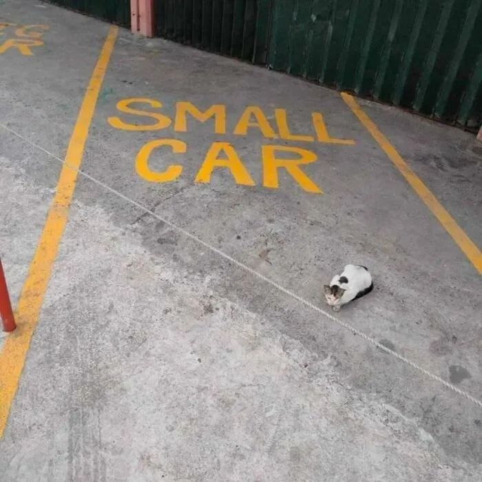 Cat sitting in a parking spot labeled small car, unaware of the humorous size comparison with the cat nearby.