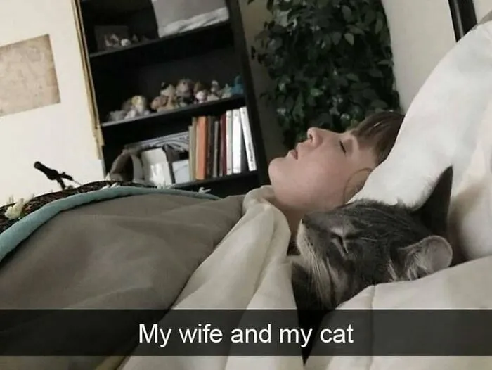 50 Hilariously Adorable Cat Memes That Might Warm Your Soul And Distract You From Life
