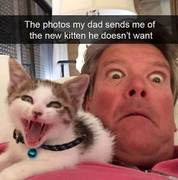 Cats Make The World A Better Place Just By Existing And These 50 Pics Prove It