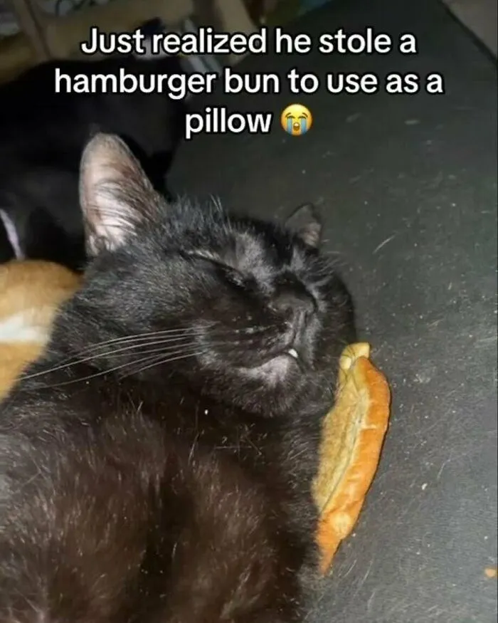 50 Hilariously Adorable Cat Memes That Might Warm Your Soul And Distract You From Life