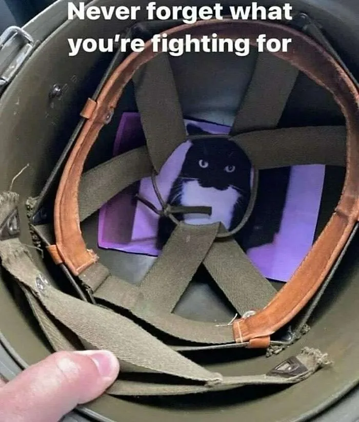 50 Hilariously Adorable Cat Memes That Might Warm Your Soul And Distract You From Life