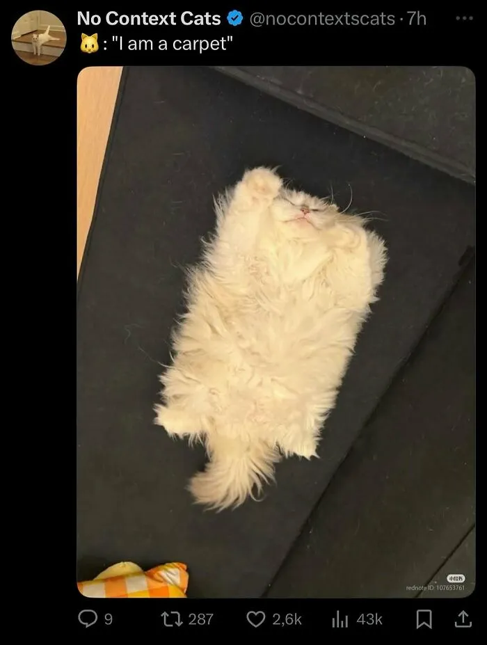 Fluffy cat lying flat on a dark surface, looking relaxed and completely unaware of how goofy it appears.