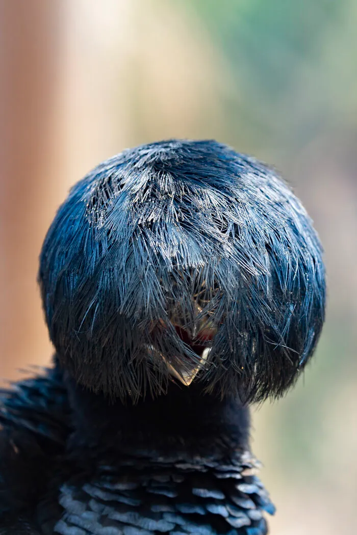 David Fettes, "Great Hair Day"