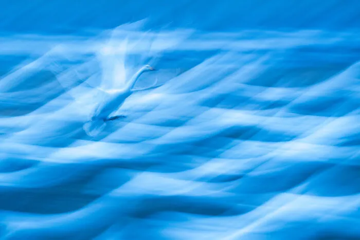 Creative Perspectives, Silver Award: Landing In A Sea Of Swans  By Andreas Hemb, Sweden