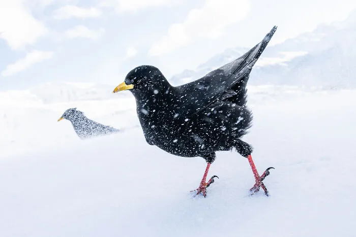 Best Portrait, Bronze Award: Snowstorm By Luca Lorenz, Germany