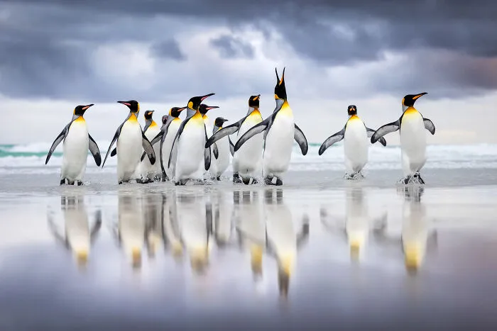Birds In The Environment, Bronze Award: Triumphant Arrival By Steffen Foerster, Germany