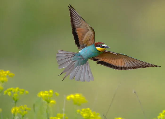 11 And Under, Gold Award: Graceful Flight Over Wild Bloom By Sasha Jumanca, Germany