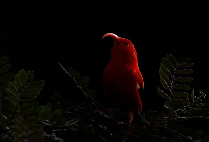 15 - 17 Years, Gold Award: Jewel Of The Forest By Harry Sedin, Sweden